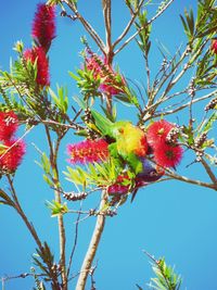 Low angle view of bird perching on tree against sky