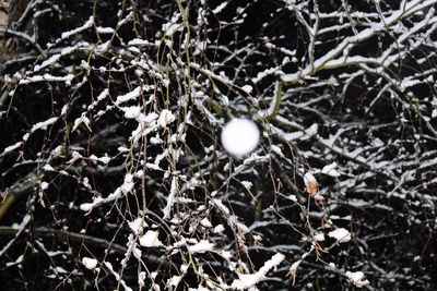 Close-up of snow on branch
