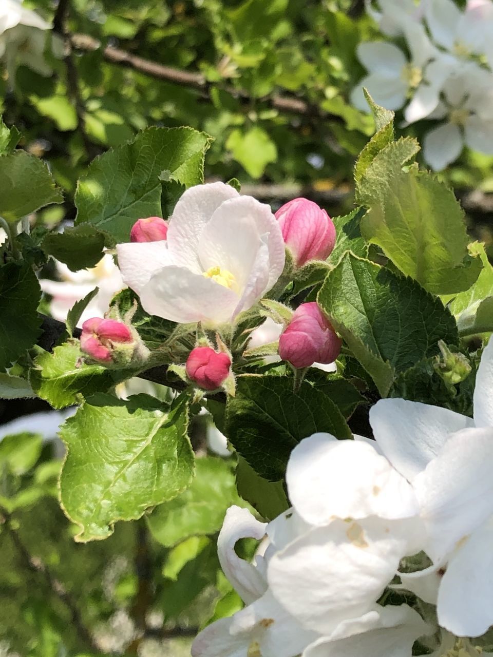 CLOSE-UP OF PINK ROSE FLOWERS