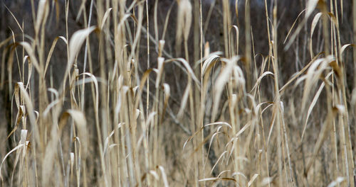 Close-up of wheat field