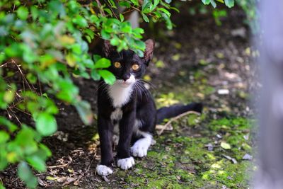 Close up of kitten