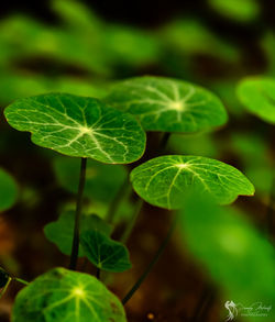 Close-up of green leaves