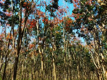 Low angle view of bamboo trees in forest