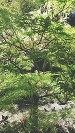 Low angle view of trees against sky