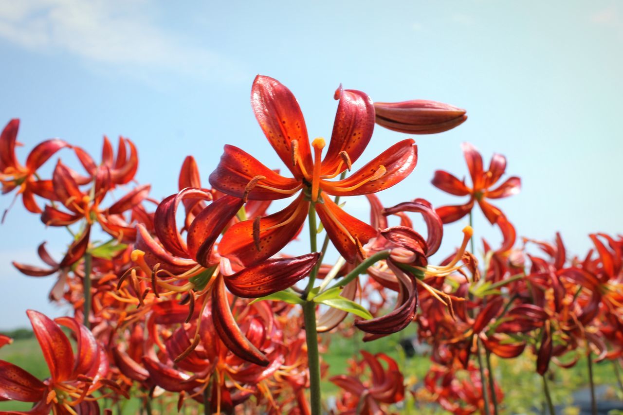 flower, growth, freshness, fragility, beauty in nature, petal, red, nature, plant, flower head, close-up, stem, sky, blooming, low angle view, bud, clear sky, focus on foreground, orange color, botany