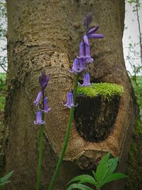 Close-up of purple flowering plant by tree trunk