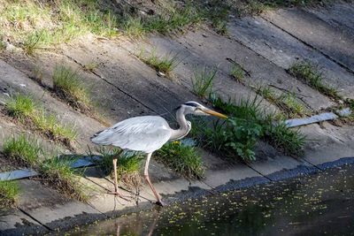 High angle view of gray heron perching on a tree