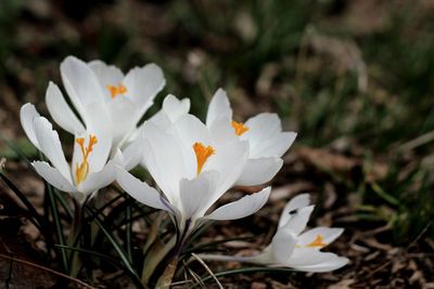 Close-up of white flowers blooming in field