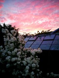 Low angle view of flowering tree by building against sky during sunset