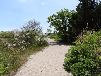 Footpath amidst trees against sky