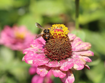 Close-up of bee pollinating on pink flower