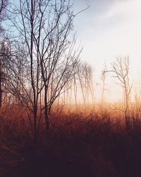 Silhouette bare trees against sky during sunset