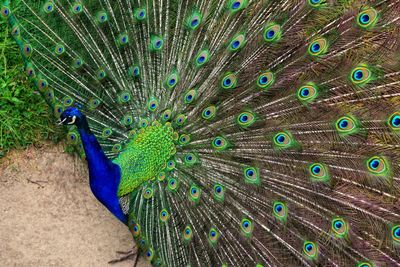 Close-up of peacock