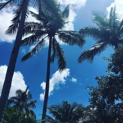 Low angle view of palm trees against sky