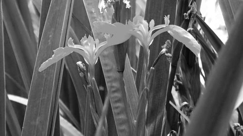 Close-up of flowering plants