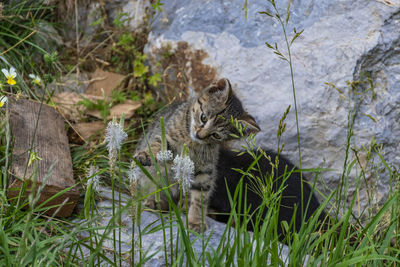 Portrait of cat on field