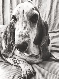 Close-up portrait of dog resting on sofa
