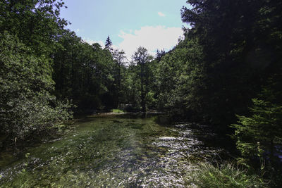 Scenic view of river amidst trees in forest against sky