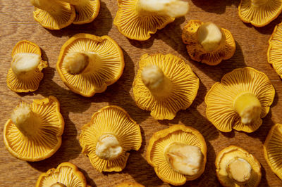 High angle view of mushrooms