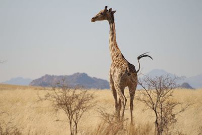 View of giraffe on land against sky