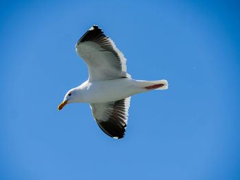 Low angle view of seagull flying