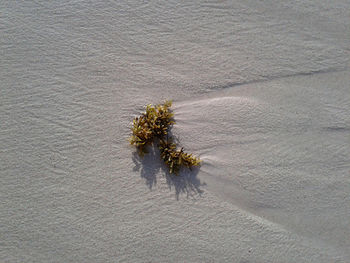 Plant growing in desert