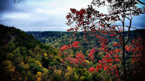 Scenic view of landscape against cloudy sky