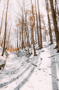 Snow covered trees in forest