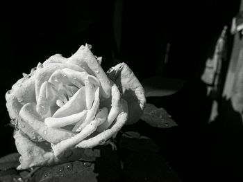 Close-up of flower