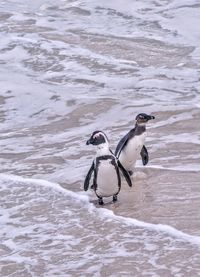 Penguins perching on sea shore