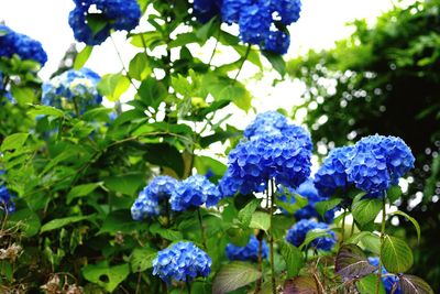 Close-up of purple hydrangea blooming outdoors