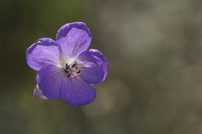 Close-up of purple flower blooming outdoors