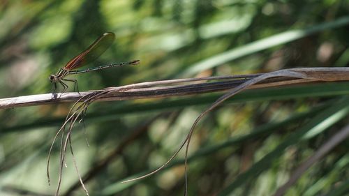 Close-up of plant against blurred background