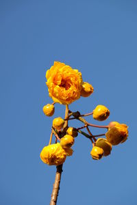 Low angle view of yellow flowers
