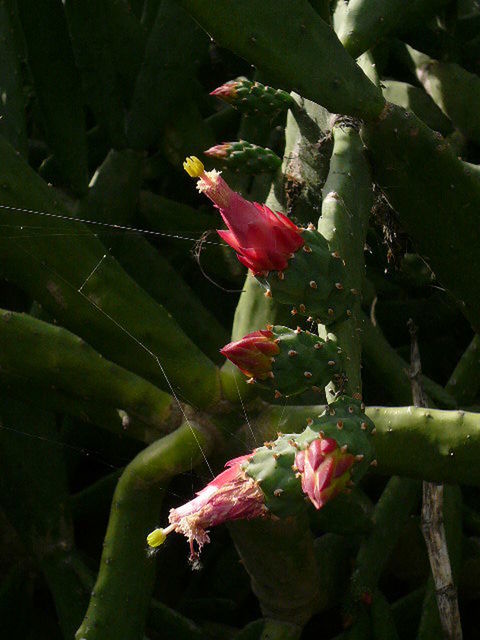 CLOSE-UP OF PINK FLOWERS BLOOMING