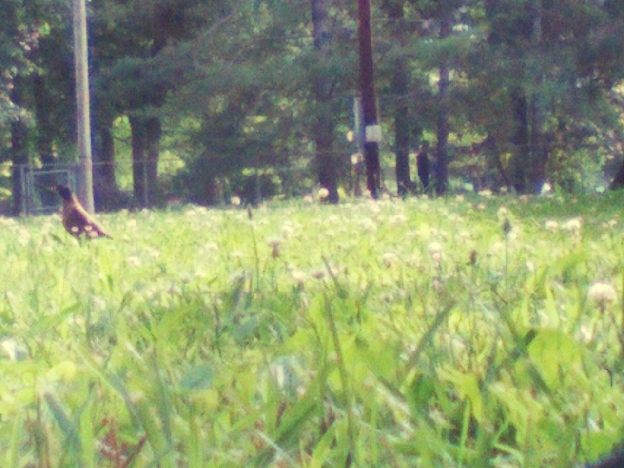 grass, animal themes, field, one animal, green color, grassy, tree, growth, nature, animals in the wild, leisure activity, wildlife, plant, lifestyles, running, day, outdoors, tranquility