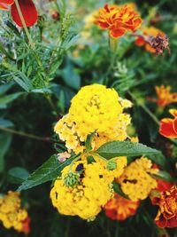 Close-up of yellow flowers blooming outdoors