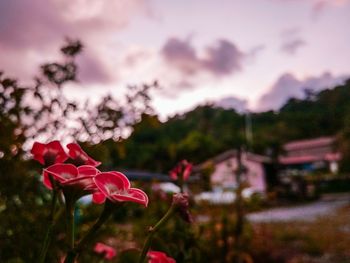 Close-up of pink flowering plants during sunset