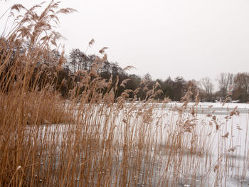 Scenic view of lake against clear sky during winter