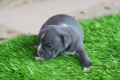 Close-up of a dog on field