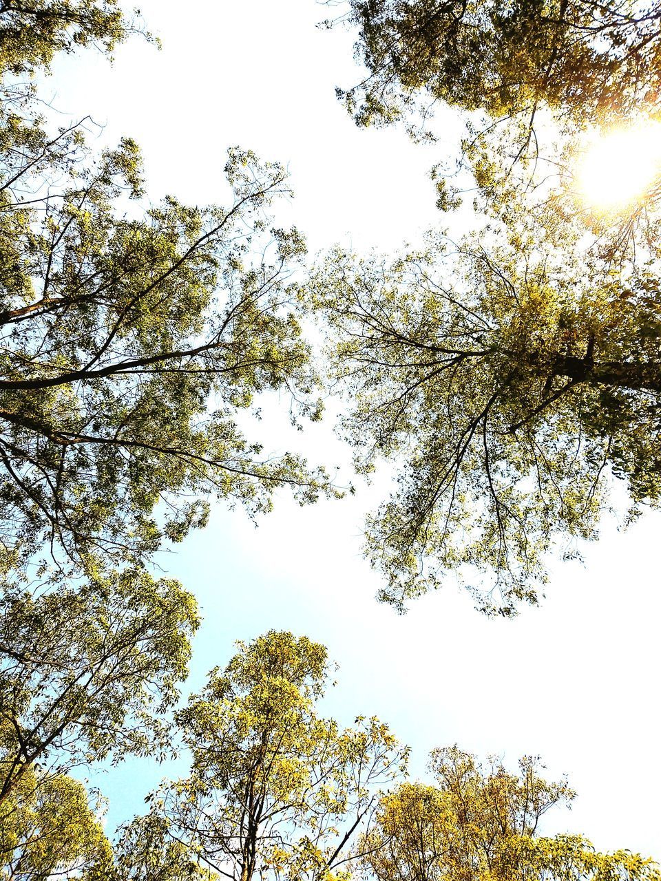 LOW ANGLE VIEW OF TREES AGAINST SKY DURING SUNNY DAY