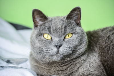 Close-up portrait of tabby cat