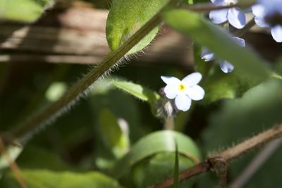 Close-up of flowering plant