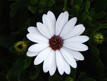 Close-up of white flower blooming outdoors