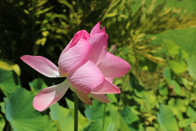 Close-up of pink lotus water lily