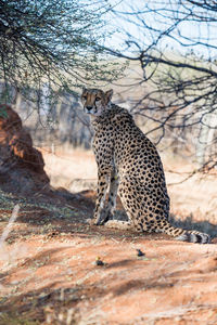 View of a cat sitting on land