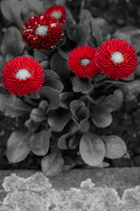 Close-up of red flowers