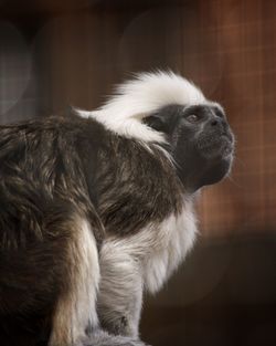 Close-up of a monkey looking away