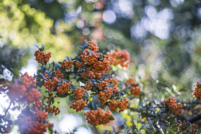 Pyracantha
