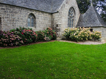 Plants growing in lawn